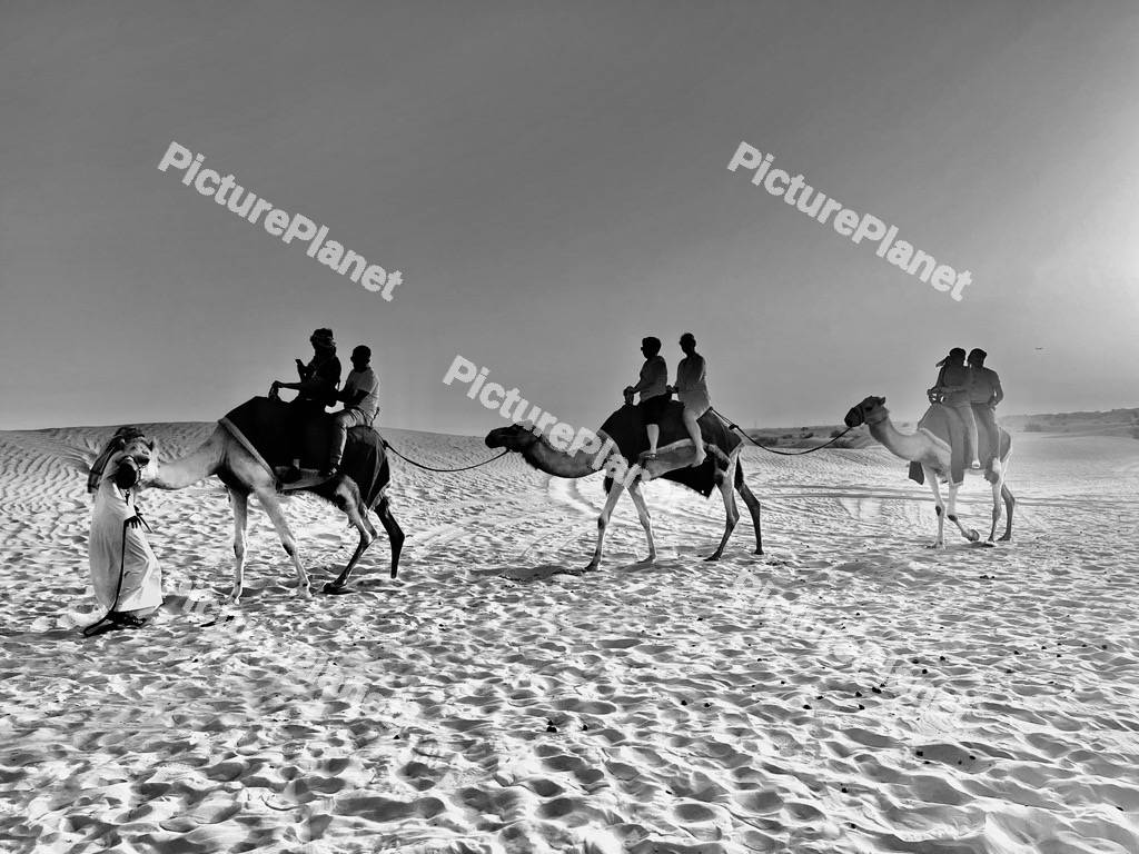 3 Desert Camels